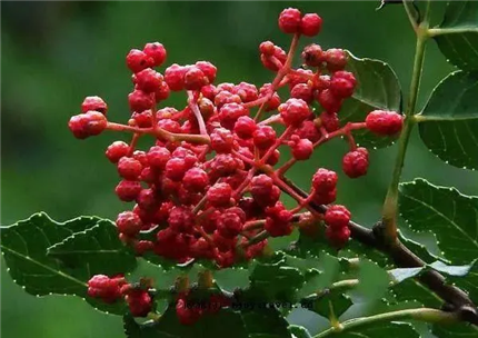 中药常识一览表，家家必备！(1)