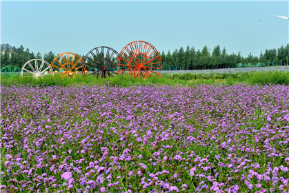 河北邯郸磁县农业农村局“五大抓手”提升人居环境(4)