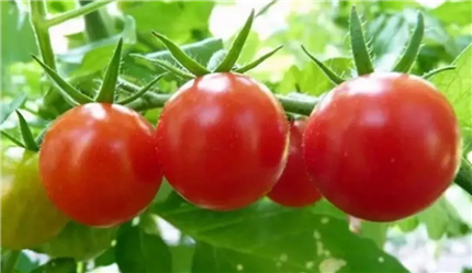 这7种食物是“排尿酸高手”，快多吃几口，稳住痛风，尿酸不升高！(1)