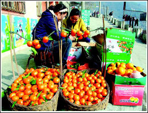陕西紫阳金钱橘(1)