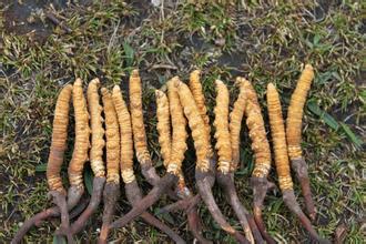 如何辨别冬虫夏草？(1)